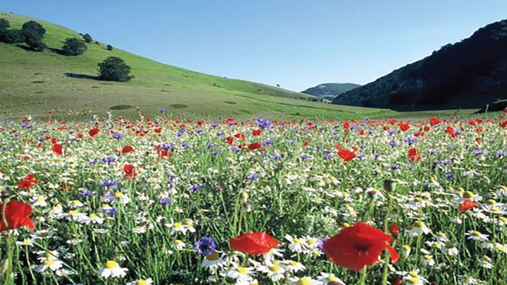 Fleurs des champs